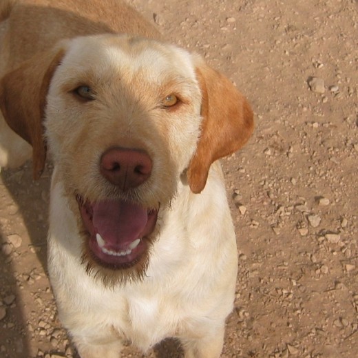 se llama lola es muy guapa ,simpatica y muy buena compañera se adapta a cualquier lugar , tipo de comida ... esta vacunada y desparasitada se puede hacer el pasaporte y ponerle el microchip gratuitamente,  si quieres mas informacion sobre lola ,mandame un mensaje haciendome cualqier pregunta ( o bien en mi correo electronico lelicaalmeida@hotmail.com)